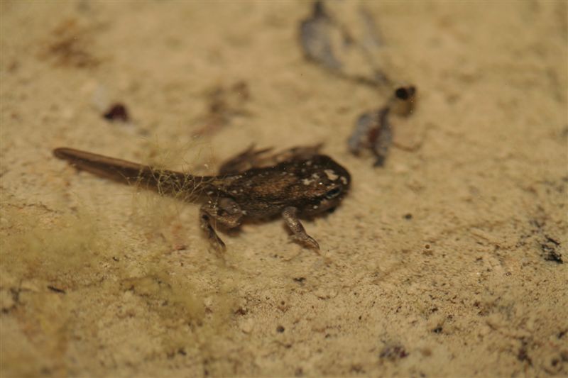 Metamorfosandi da identificare - Rana italica, Bufo bufo